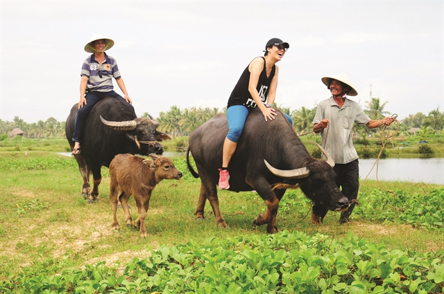 Фермер Ньен (стоя) берет с собой туристов на прогулку верхом на буйволе. Фото: Jack Trần Tours